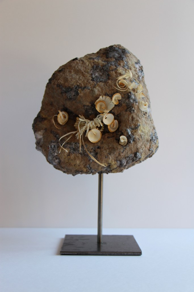 LICHEN 